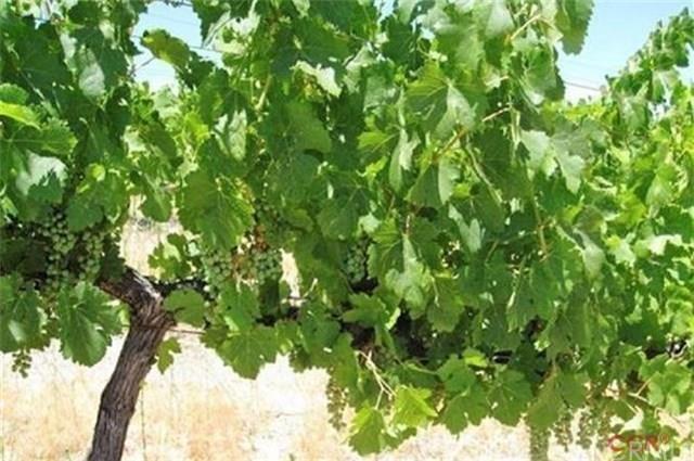 62941 Argyle Road, KING CITY, California 93930, ,Lots And Land,For Sale,Argyle Road,40961964