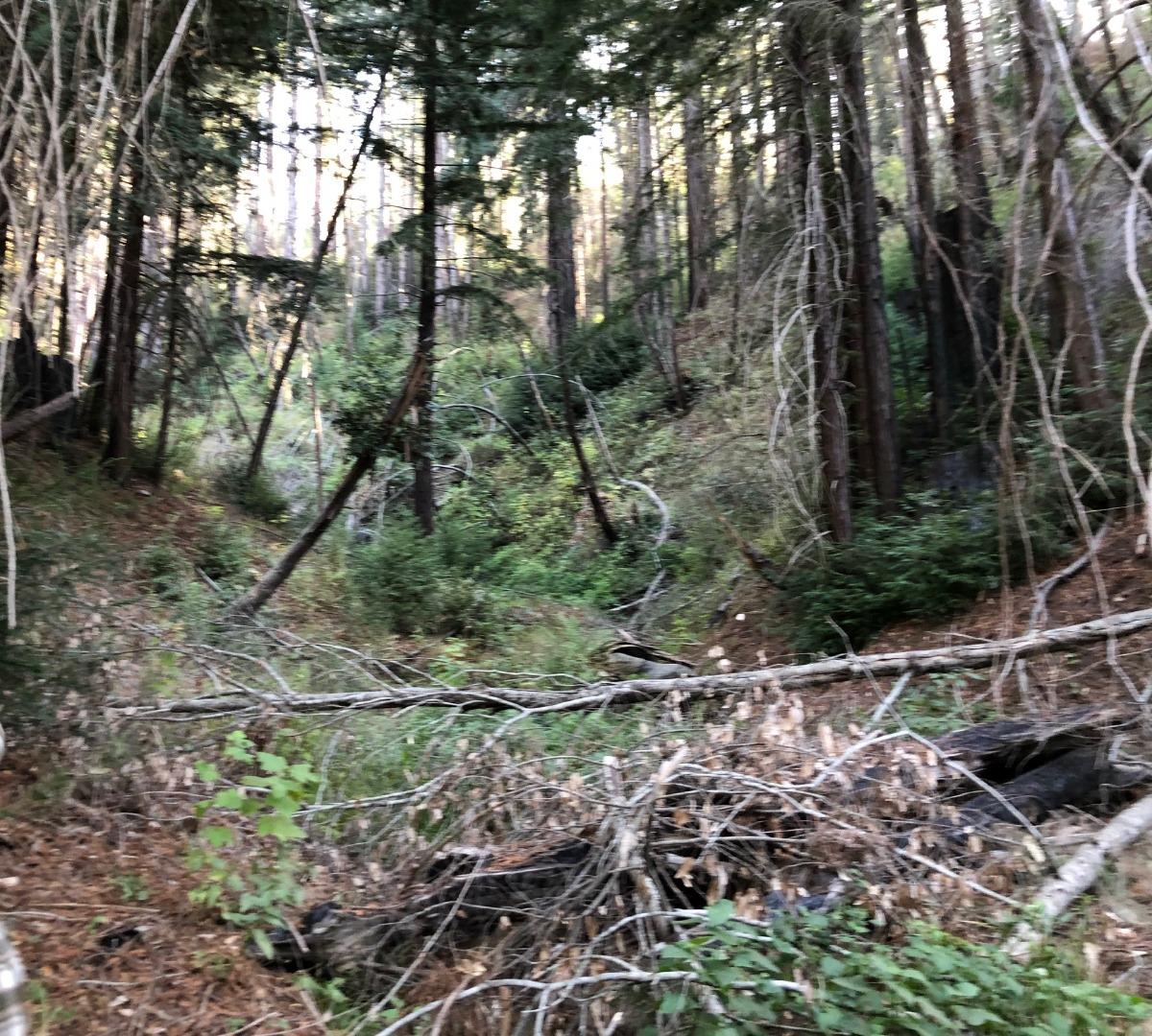37767 Palo Colorado Road, CARMEL, California 93923, ,Lots And Land,For Sale,Palo Colorado Road,40964441
