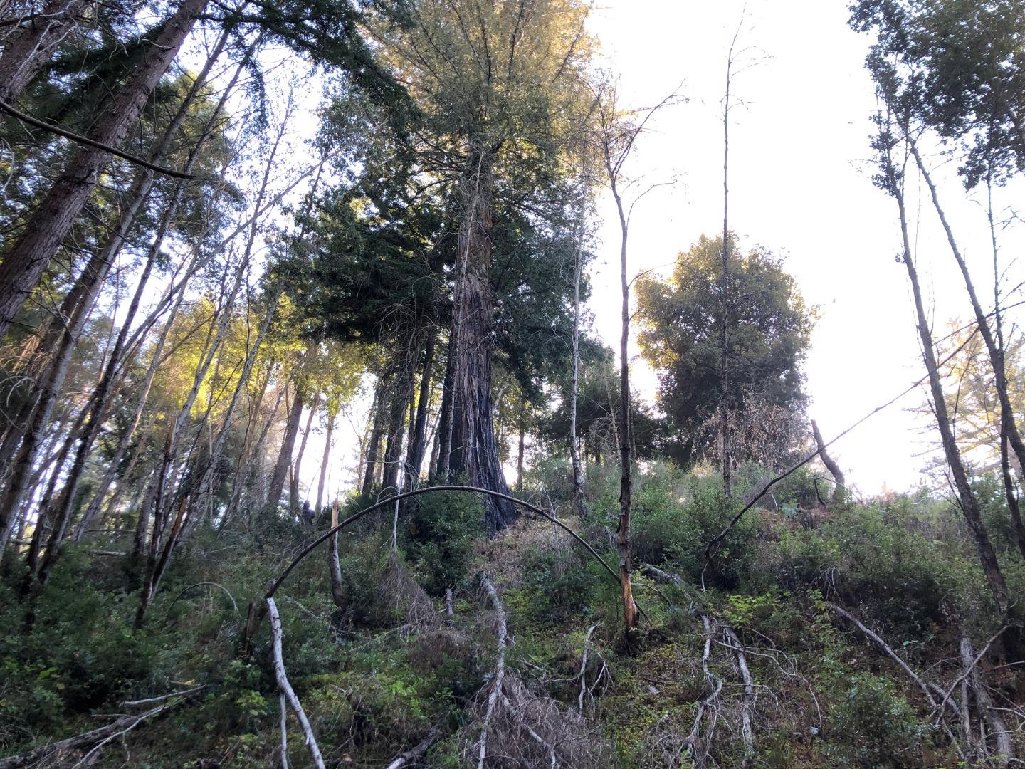 37767 Palo Colorado Road, CARMEL, California 93923, ,Lots And Land,For Sale,Palo Colorado Road,40964441