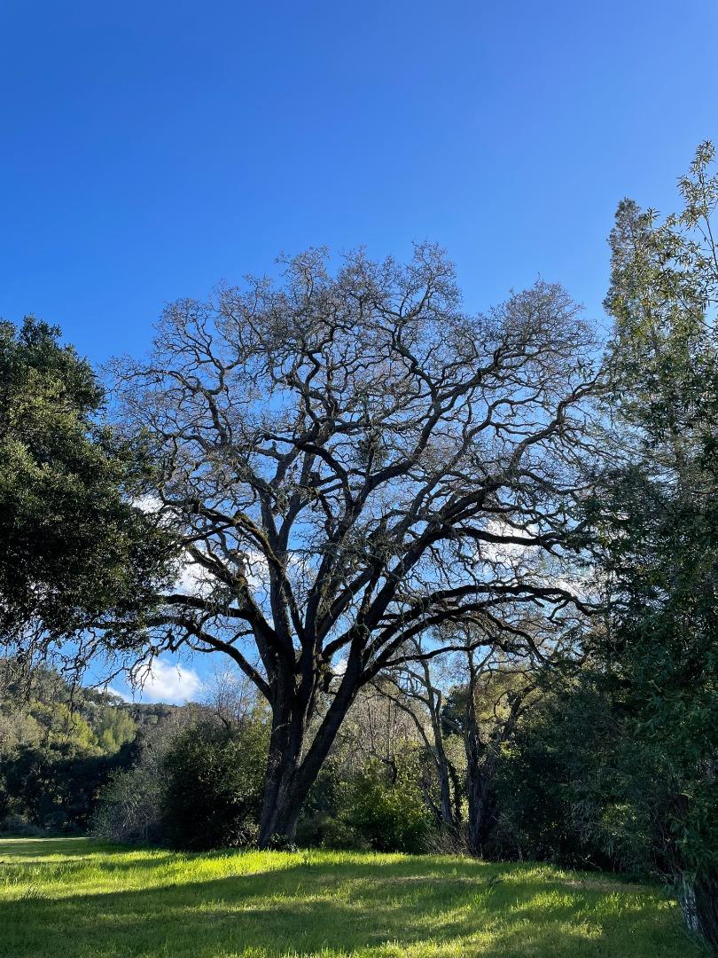 59 and 57 Los Trancos Woods Road, PORTOLA VALLEY, California 94028, ,Lots And Land,For Sale,Los Trancos Woods Road,40963293