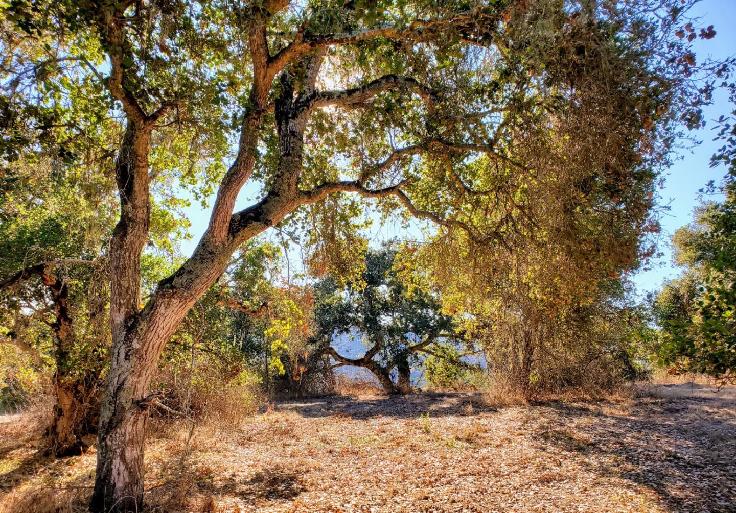 14 UPPER CIRCLE, CARMEL VALLEY, California 93924, ,Lots And Land,For Sale,UPPER CIRCLE,40963379