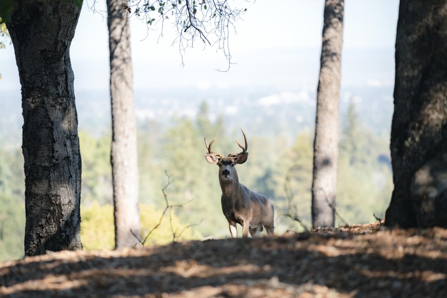 15400 Madrone Hill Road, SARATOGA, California 95070, ,Lots And Land,For Sale,Madrone Hill Road,40962143