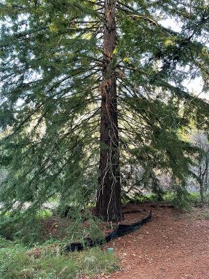 28000 Loma Prieta Way, LOS GATOS, California 95033, ,Lots And Land,For Sale,Loma Prieta Way,40963112