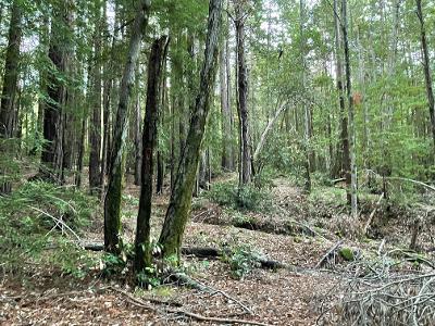 0 Murphy Canyon Road, GILROY, California 95020, ,Lots And Land,For Sale,Murphy Canyon Road,40962023