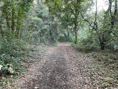 0 Murphy Canyon Road, GILROY, California 95020, ,Lots And Land,For Sale,Murphy Canyon Road,40962023