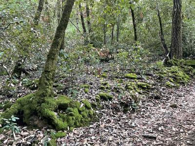 0 Murphy Canyon Road, GILROY, California 95020, ,Lots And Land,For Sale,Murphy Canyon Road,40962023