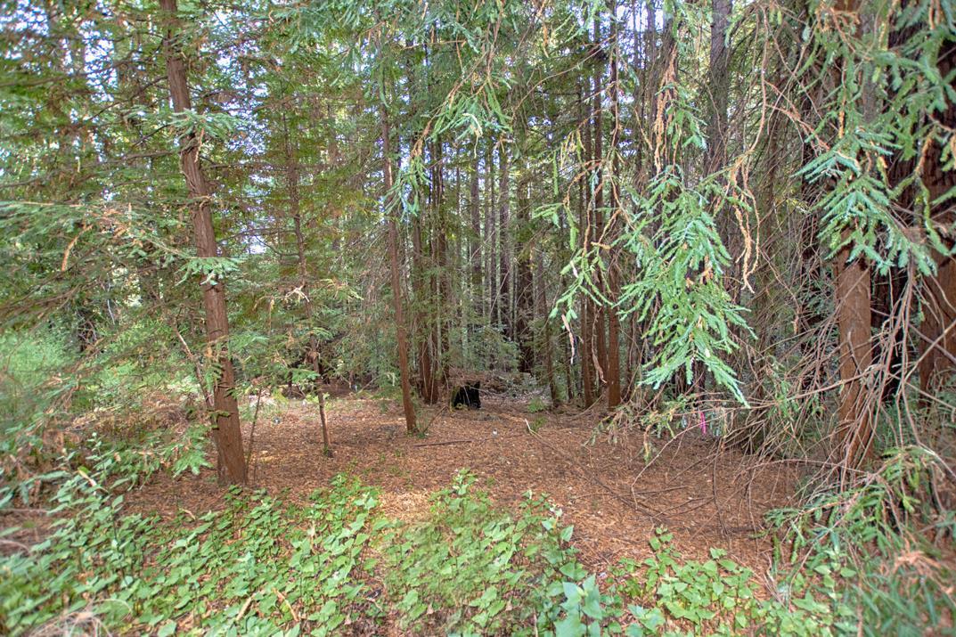 00 Vine Hill Road, SANTA CRUZ, California 95065, ,Lots And Land,For Sale,Vine Hill Road,40962075