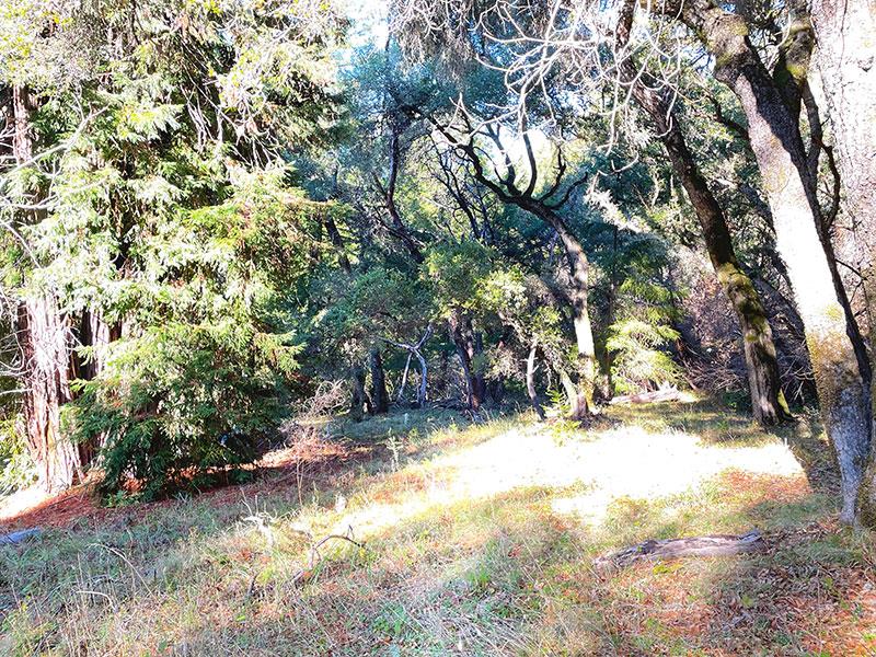 25555 Hutchinson, LOS GATOS, California 95033, ,Lots And Land,For Sale,Hutchinson,40962088