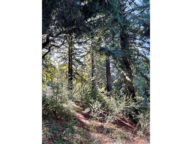 25555 Hutchinson, LOS GATOS, California 95033, ,Lots And Land,For Sale,Hutchinson,40962088