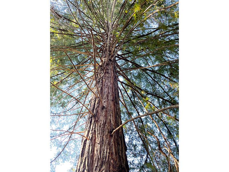 25555 Hutchinson, LOS GATOS, California 95033, ,Lots And Land,For Sale,Hutchinson,40962088