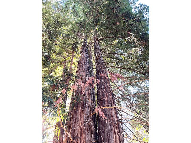 25555 Hutchinson, LOS GATOS, California 95033, ,Lots And Land,For Sale,Hutchinson,40962088