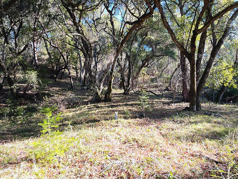 25555 Hutchinson, LOS GATOS, California 95033, ,Lots And Land,For Sale,Hutchinson,40962088