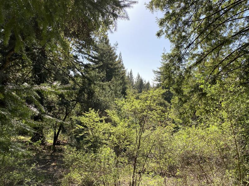 25555 Hutchinson, LOS GATOS, California 95033, ,Lots And Land,For Sale,Hutchinson,40962088