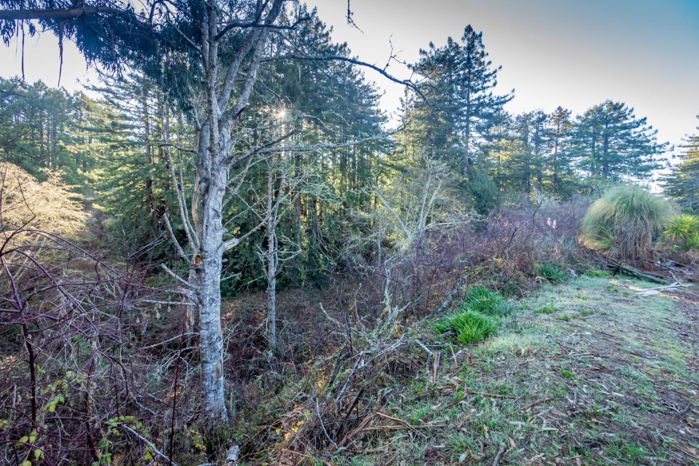 0 Tunitas Creek Road, HALF MOON BAY, California 94019, ,Lots And Land,For Sale,Tunitas Creek Road,40962236
