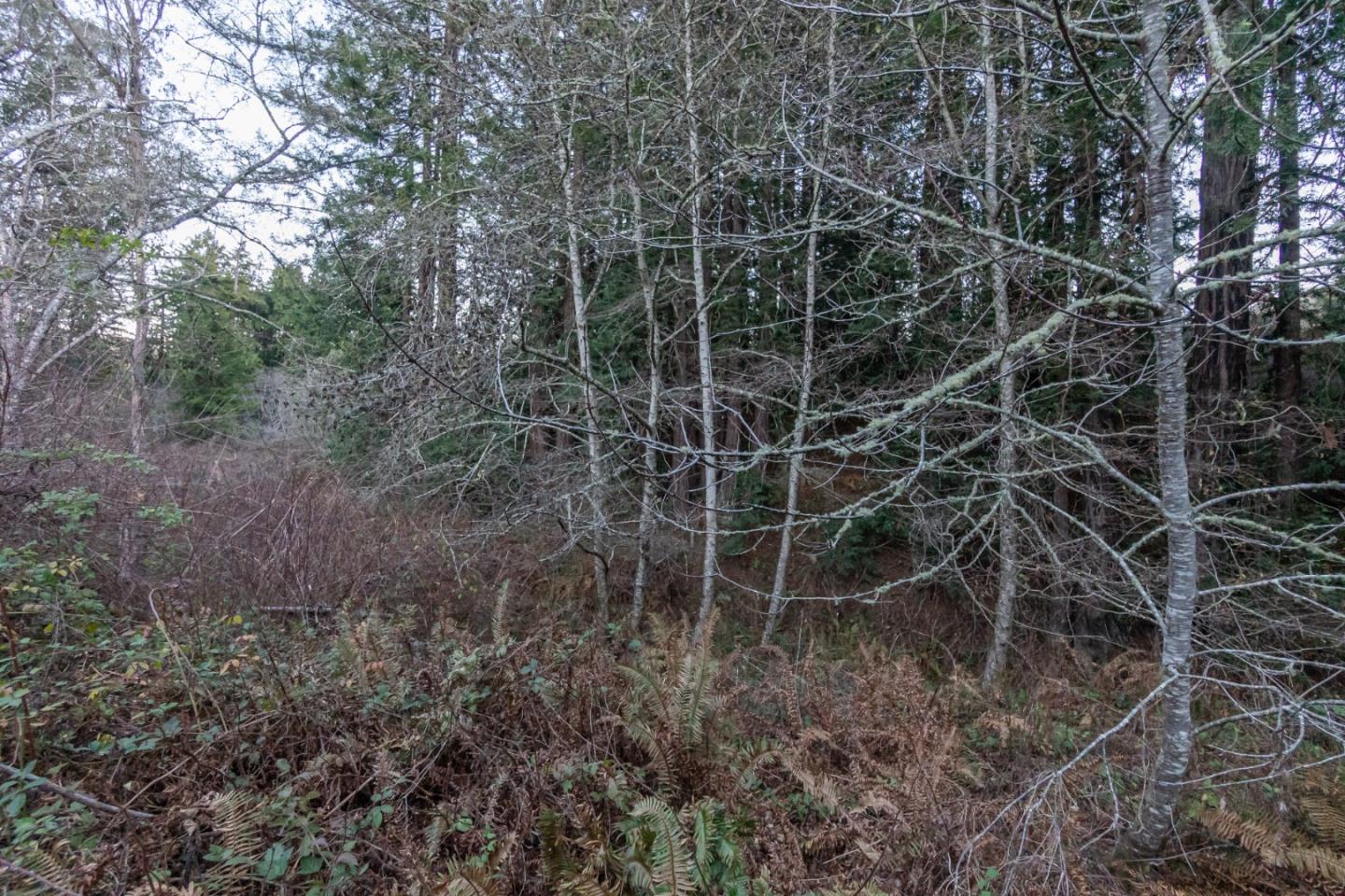 0 Tunitas Creek Road, HALF MOON BAY, California 94019, ,Lots And Land,For Sale,Tunitas Creek Road,40962236