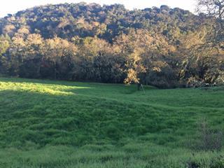 2150 Hollyhock Court, GILROY, California 95020, ,Lots And Land,For Sale,Hollyhock Court,40962297