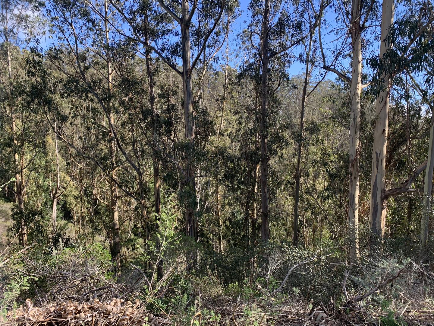 0 Dolphine Avenue, EL GRANADA, California 94018, ,Lots And Land,For Sale,Dolphine Avenue,40962388