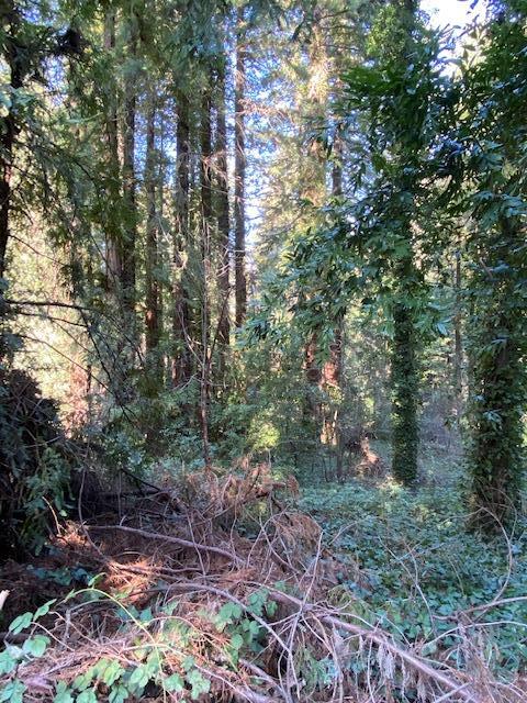 0000 Big Basin Way, BOULDER CREEK, California 95006, ,Lots And Land,For Sale,Big Basin Way,40963038