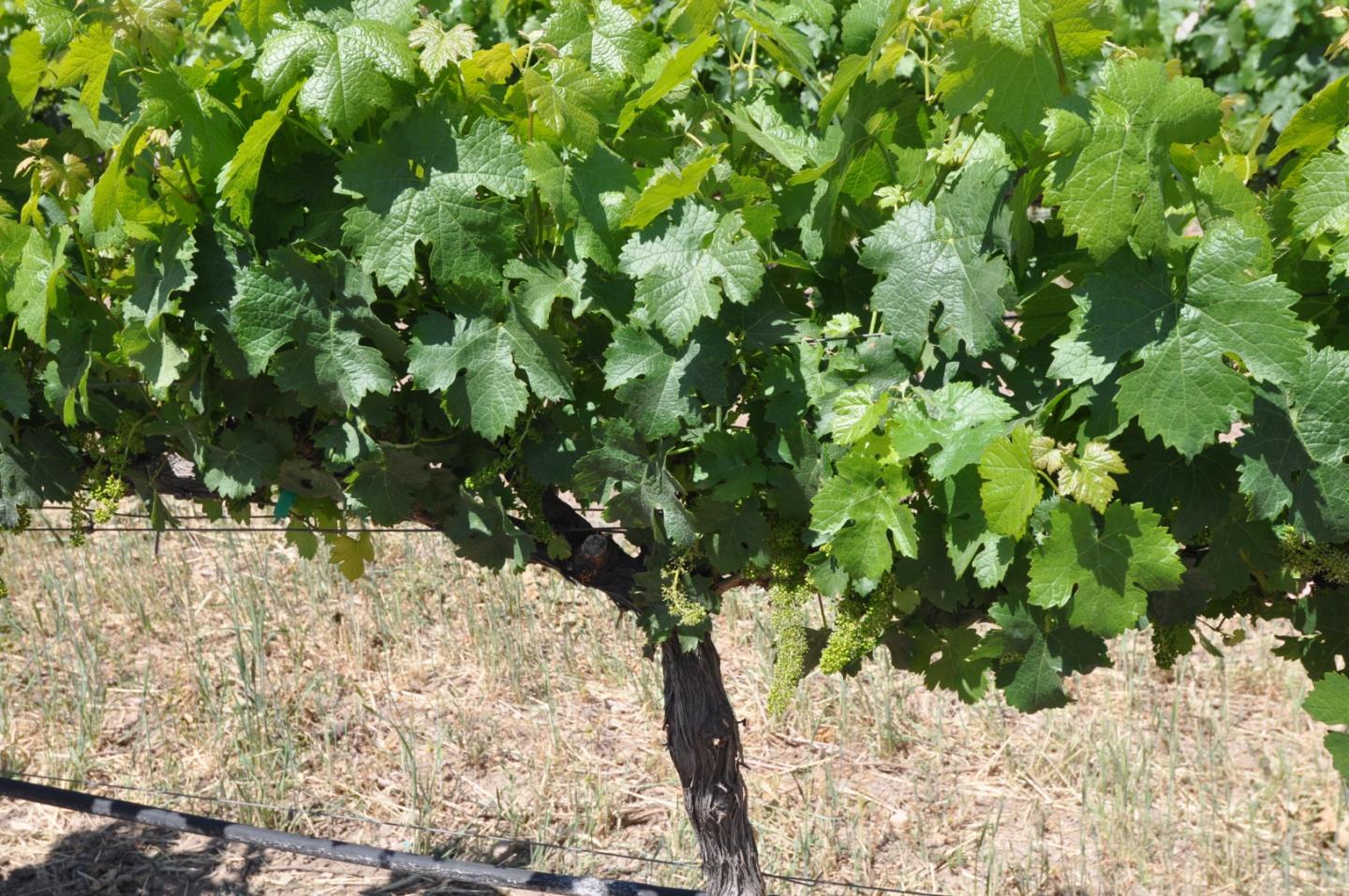 61173 Argyle Road, KING CITY, California 93930, ,Lots And Land,For Sale,Argyle Road,40963180