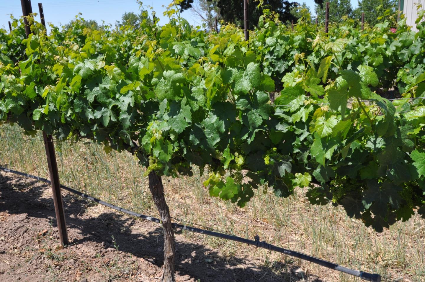 61173 Argyle Road, KING CITY, California 93930, ,Lots And Land,For Sale,Argyle Road,40963180