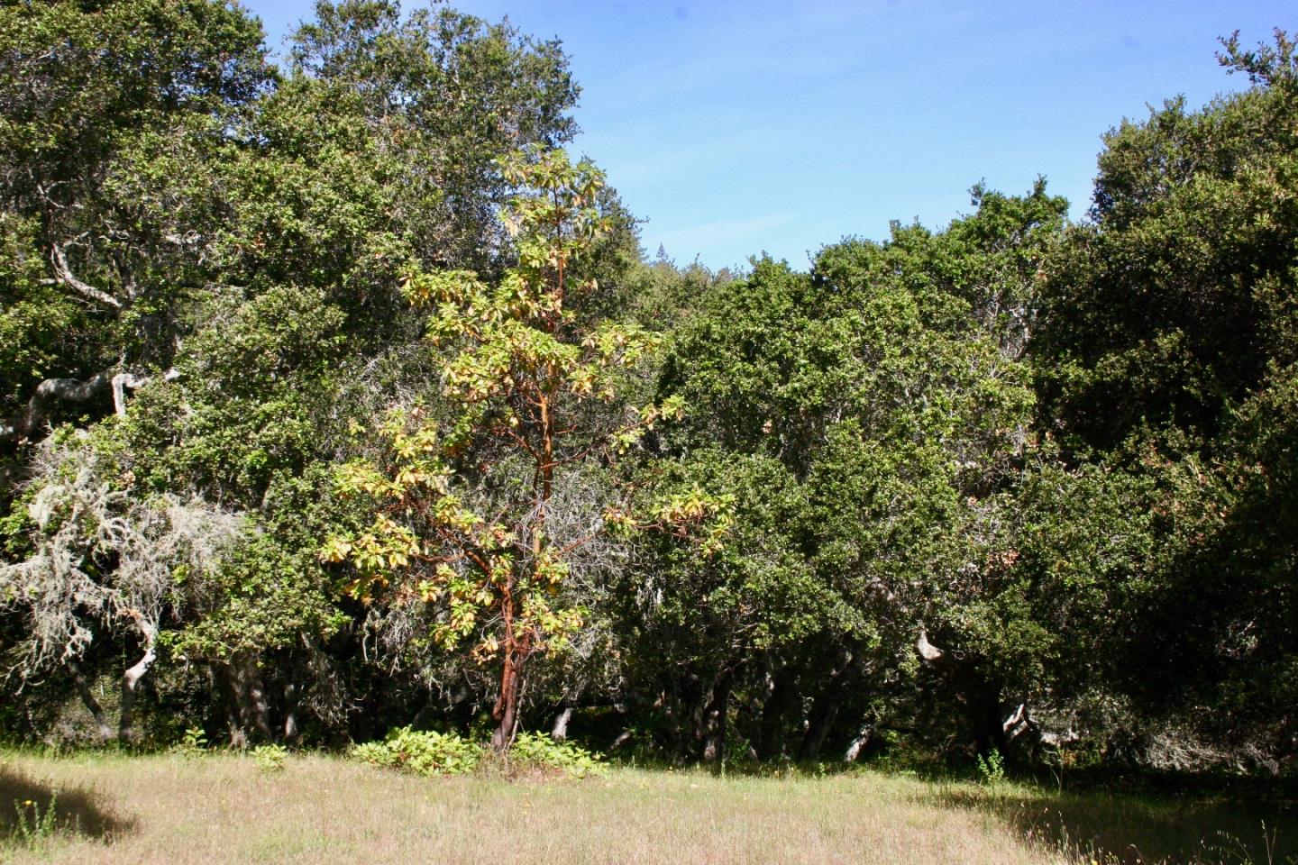 30 Potrero Trail, CARMEL, California 93923, ,Lots And Land,For Sale,Potrero Trail,40963066