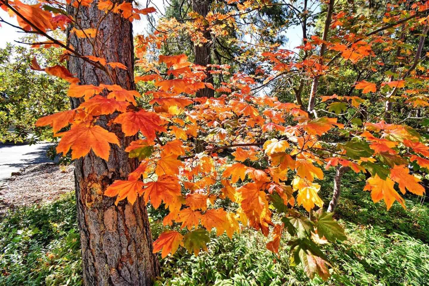 398 Snowberry Court, MURPHYS, California 95247, ,Lots And Land,For Sale,Snowberry Court,40963114