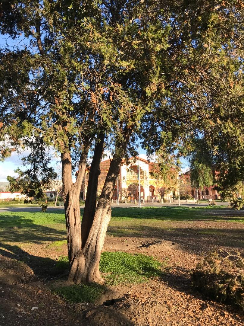 27 Main Street, MILPITAS, California 95035, ,Comm Lots And Land,For Sale,Main Street,40963117