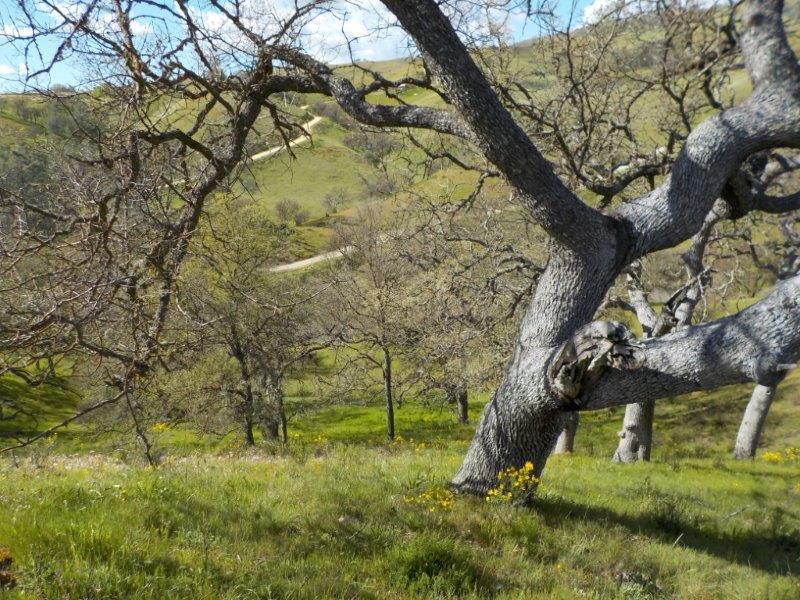 Lot D Panoche Road, PAICINES, California 95043, ,Lots And Land,For Sale,Panoche Road,40963151