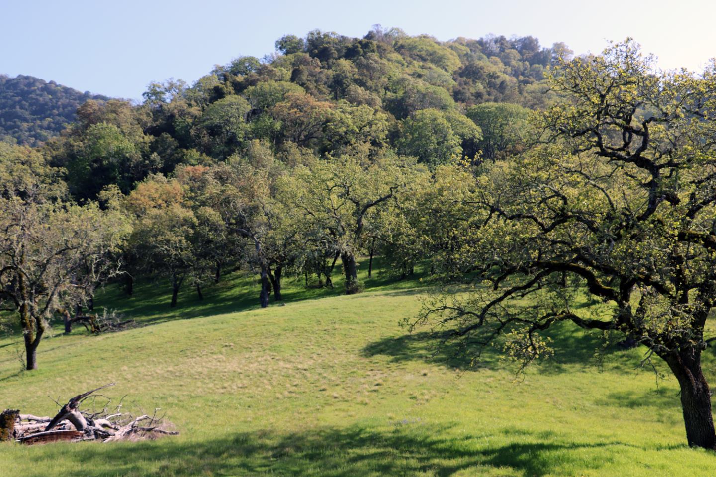 22 Arroyo Sequoia, CARMEL, California 93923, ,Lots And Land,For Sale,Arroyo Sequoia,40963163