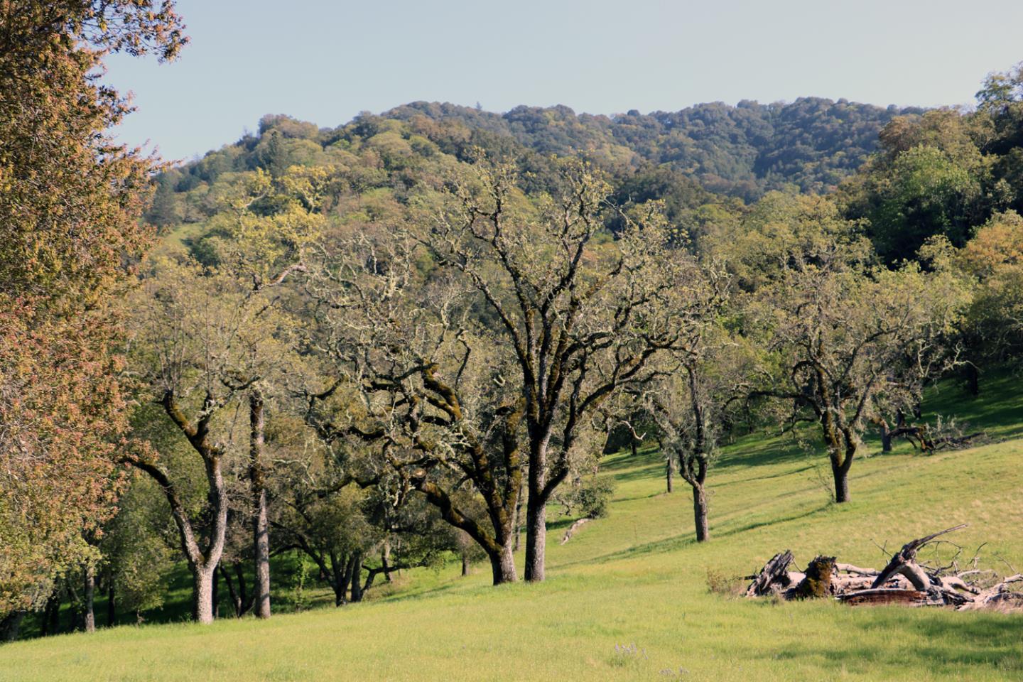 22 Arroyo Sequoia, CARMEL, California 93923, ,Lots And Land,For Sale,Arroyo Sequoia,40963163