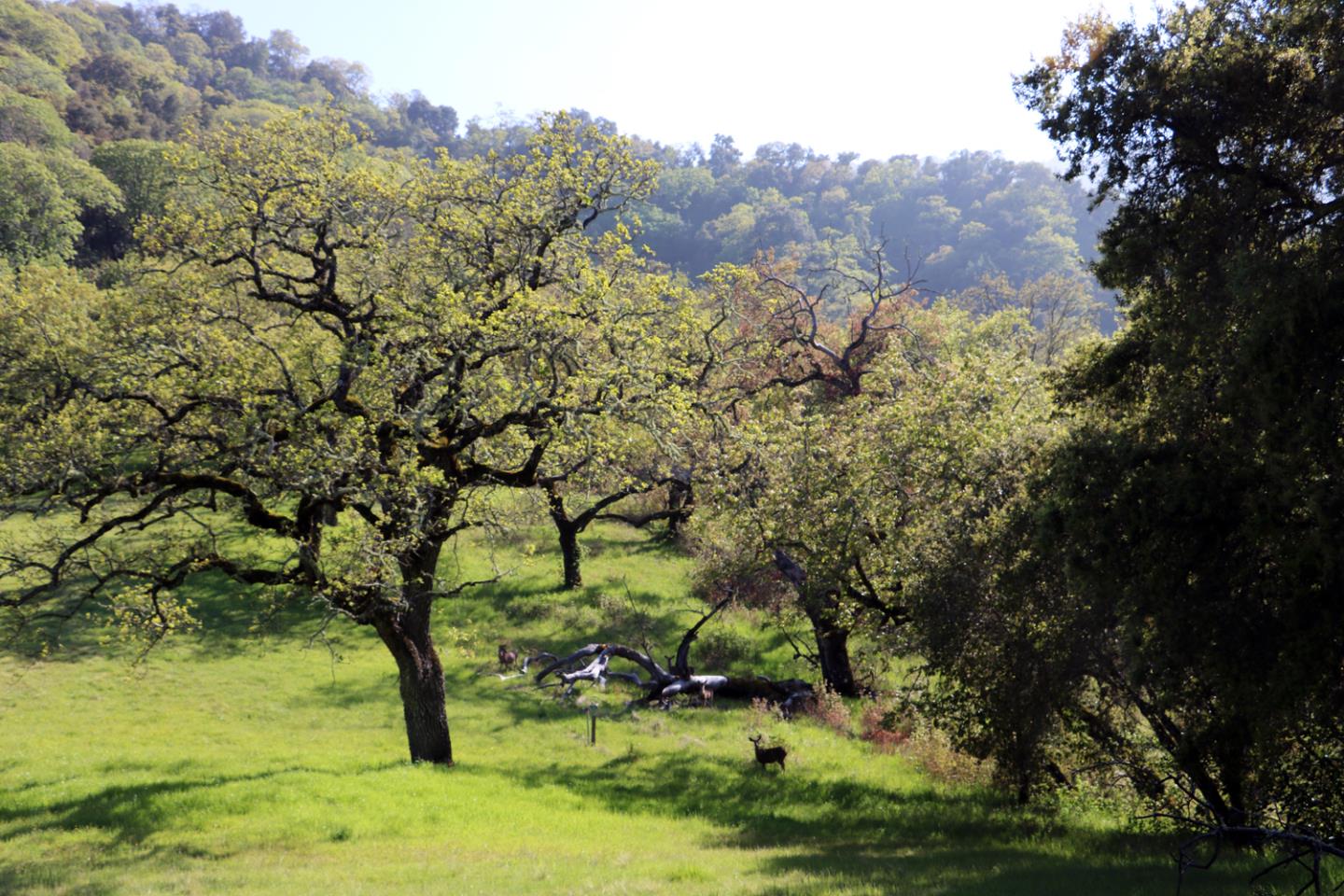 22 Arroyo Sequoia, CARMEL, California 93923, ,Lots And Land,For Sale,Arroyo Sequoia,40963163