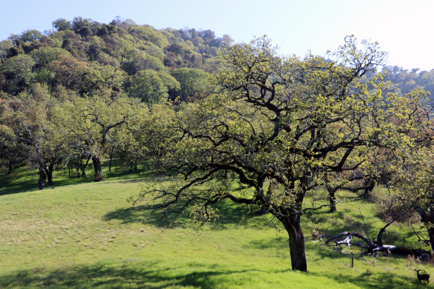 22 Arroyo Sequoia, CARMEL, California 93923, ,Lots And Land,For Sale,Arroyo Sequoia,40963163