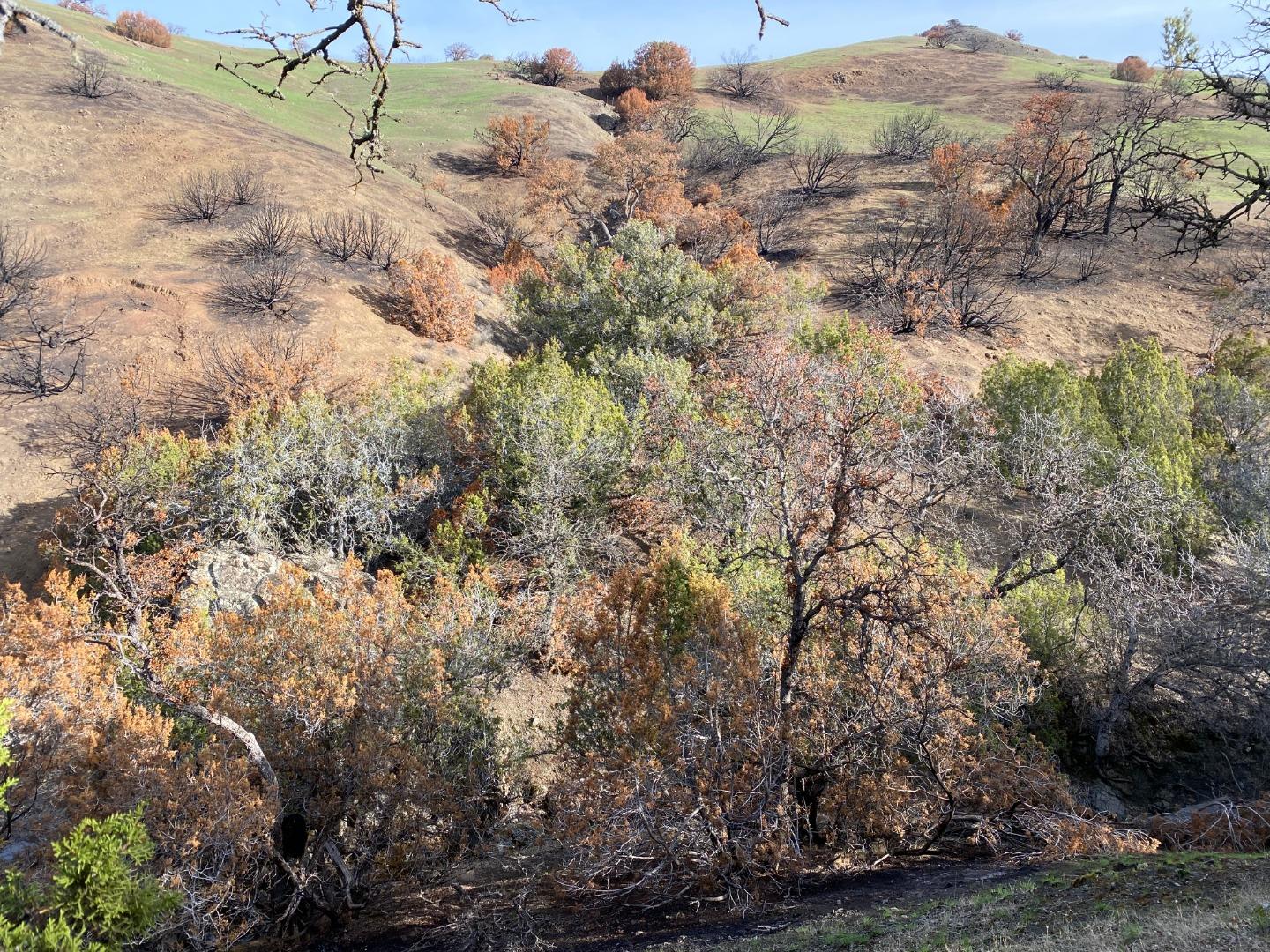 Lot 47 Panoche Road, PAICINES, California 95043, ,Lots And Land,For Sale,Panoche Road,40963272