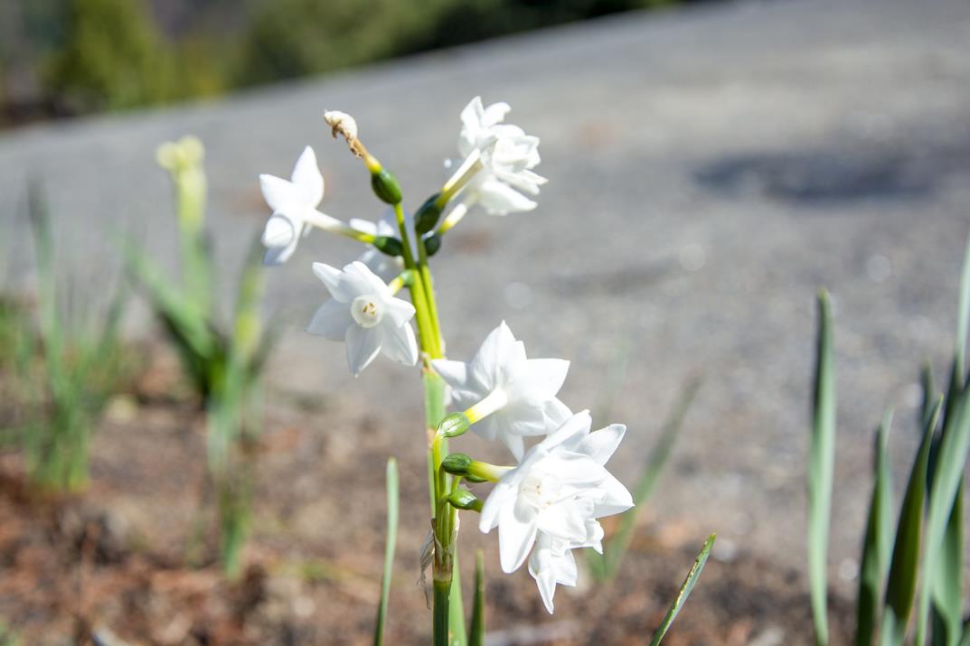 665 Heartwood Hill, BOULDER CREEK, California 95006, ,Lots And Land,For Sale,Heartwood Hill,40963273