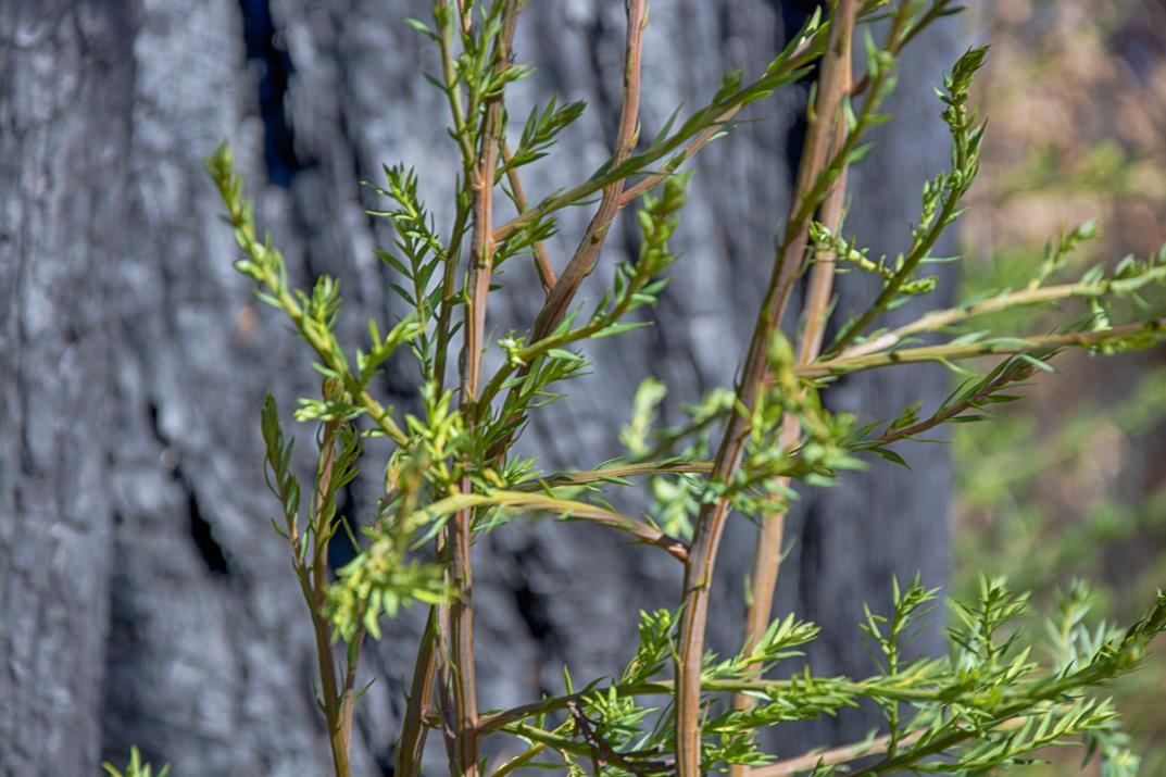 665 Heartwood Hill, BOULDER CREEK, California 95006, ,Lots And Land,For Sale,Heartwood Hill,40963273