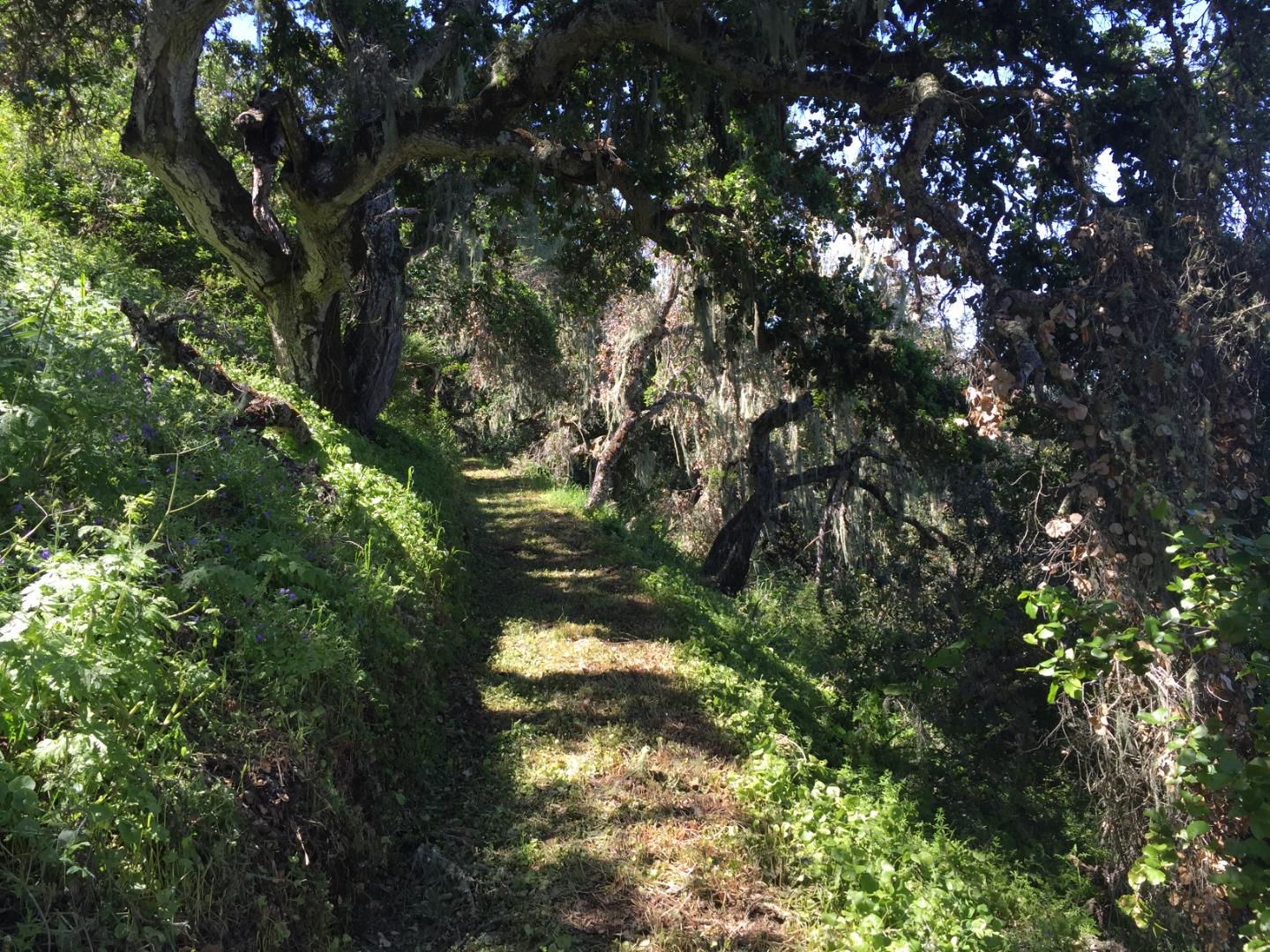 33734 Old Country Road, CARMEL VALLEY, California 93924, ,Lots And Land,For Sale,Old Country Road,40963346