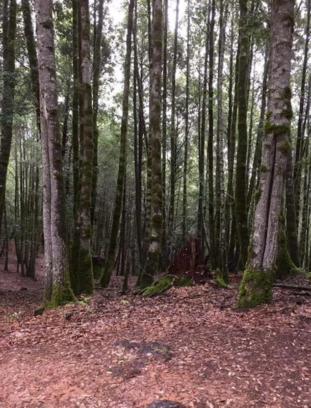 27569 Fox Road, WILLITS, California 95490, ,Lots And Land,For Sale,Fox Road,40963398