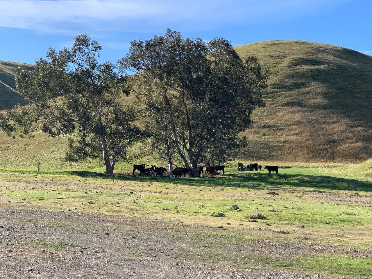 0 Little Panoche Road, LOS BANOS, California 93635, ,Lots And Land,For Sale,Little Panoche Road,40963415