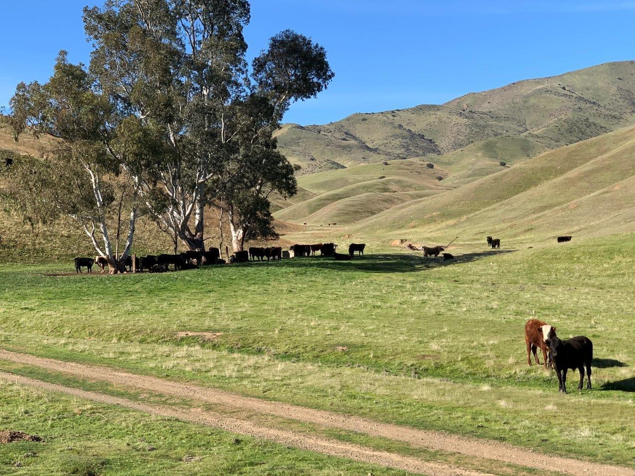0 Little Panoche Road, LOS BANOS, California 93635, ,Lots And Land,For Sale,Little Panoche Road,40963415