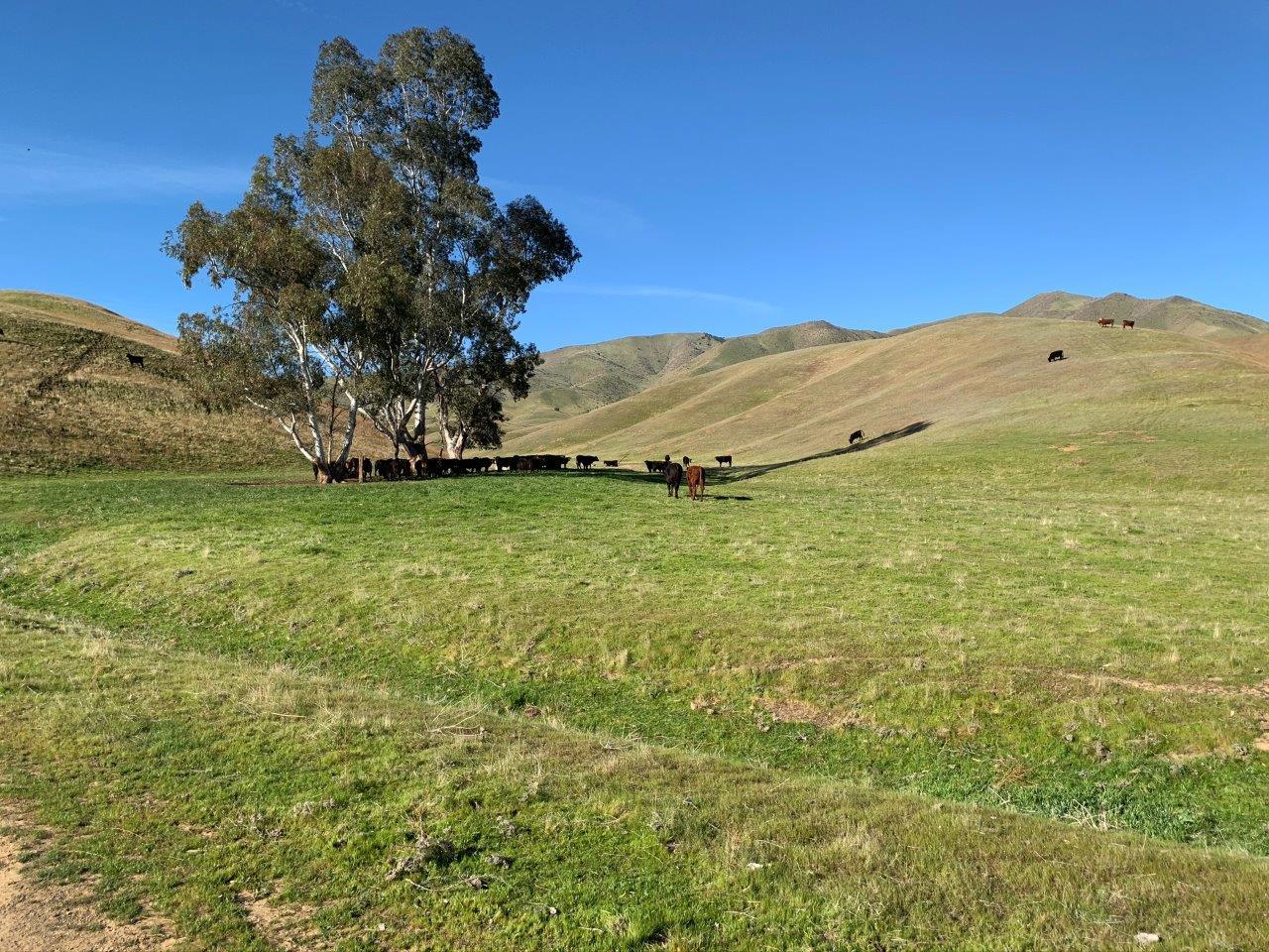 0 Little Panoche Road, LOS BANOS, California 93635, ,Lots And Land,For Sale,Little Panoche Road,40963415