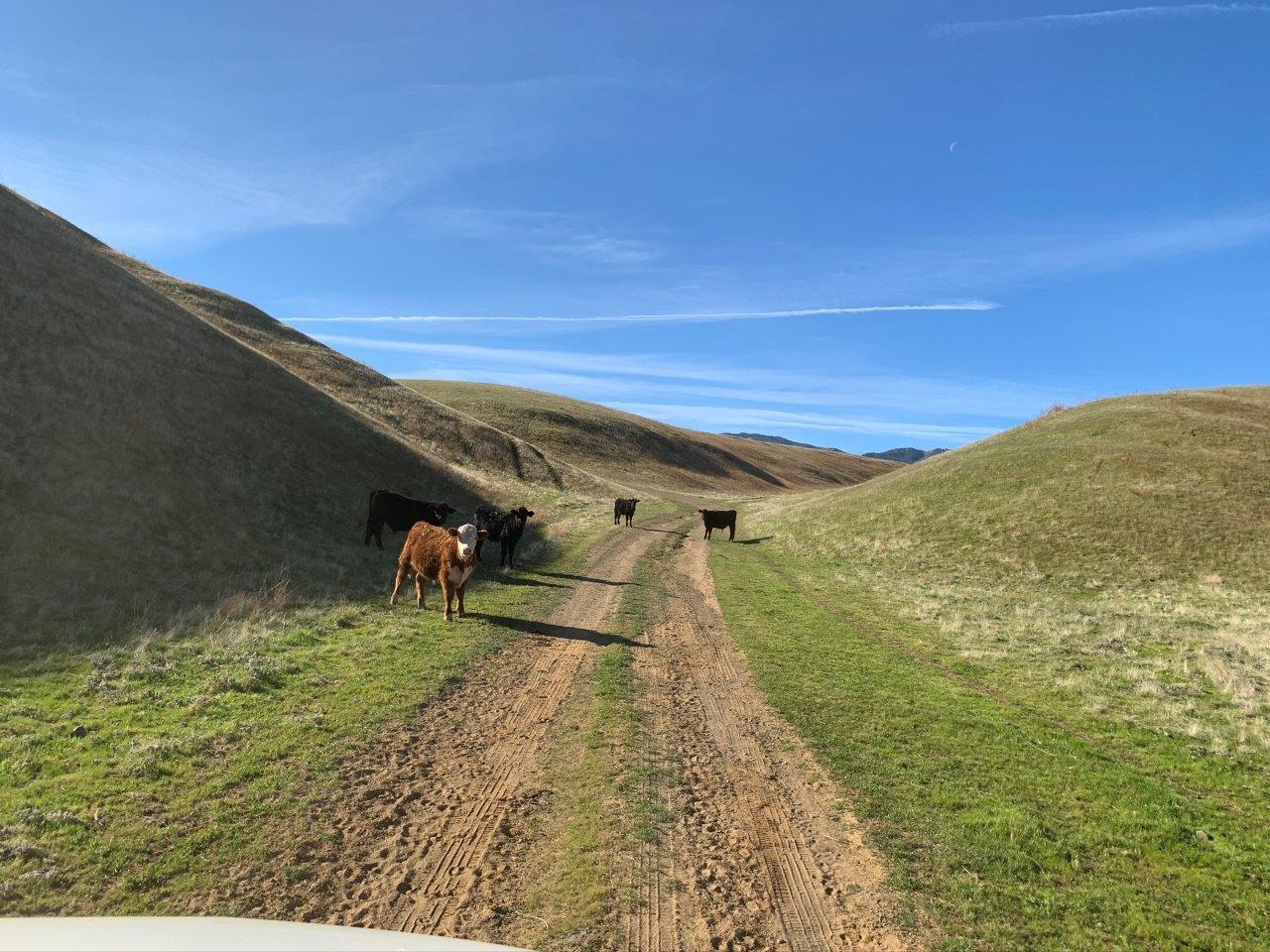 0 Little Panoche Road, LOS BANOS, California 93635, ,Lots And Land,For Sale,Little Panoche Road,40963415