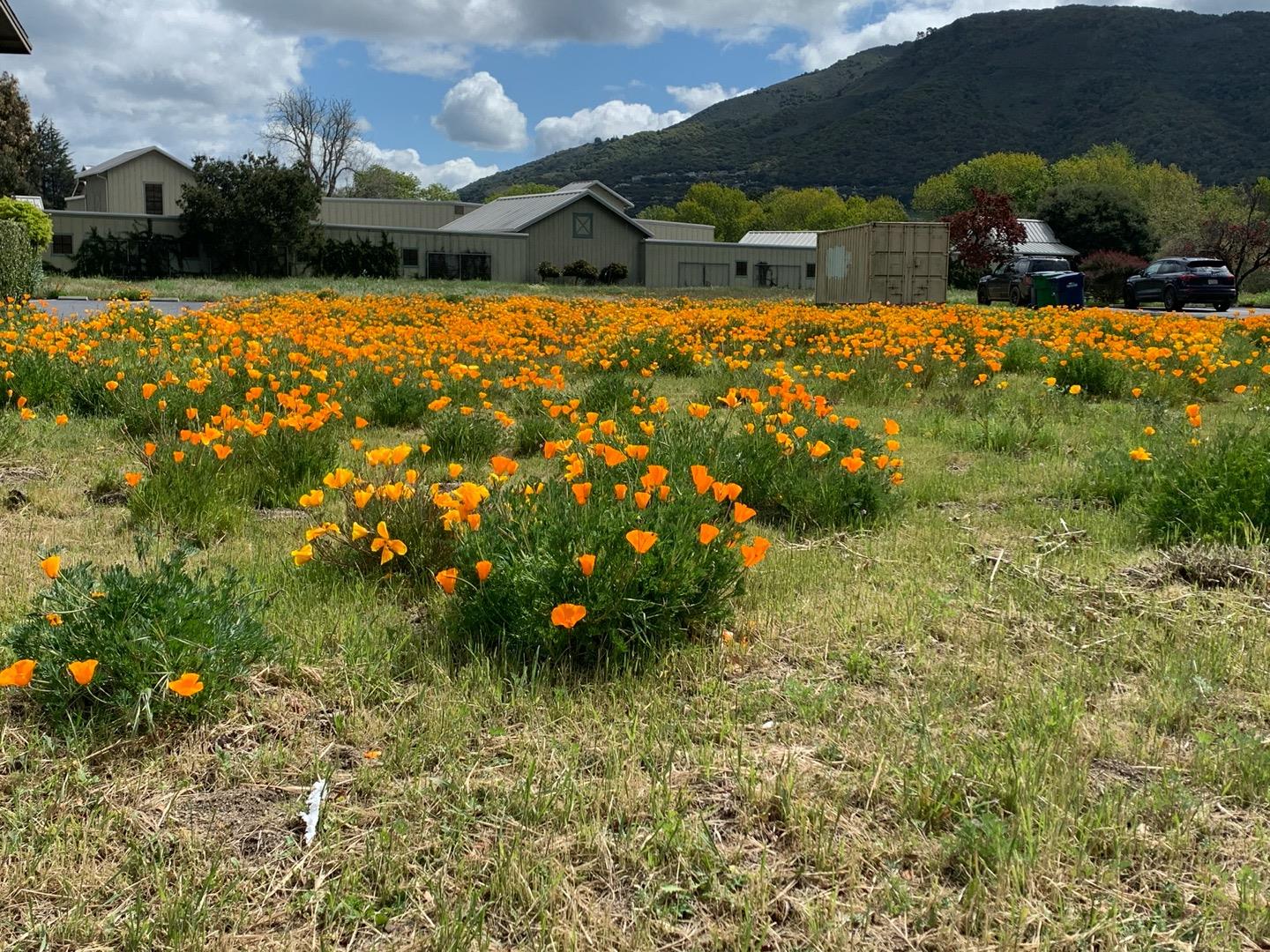 000 San Carlos Avenue, EL GRANADA, California 94018, ,Lots And Land,For Sale,San Carlos Avenue,40963508