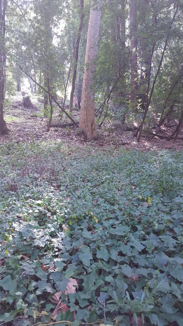 9600 rear Highway 9, BEN LOMOND, California 95005, ,Lots And Land,For Sale,Highway 9,40963531