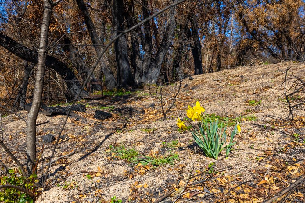 628 Hill House Road, BOULDER CREEK, California 95006, ,Lots And Land,For Sale,Hill House Road,40963536