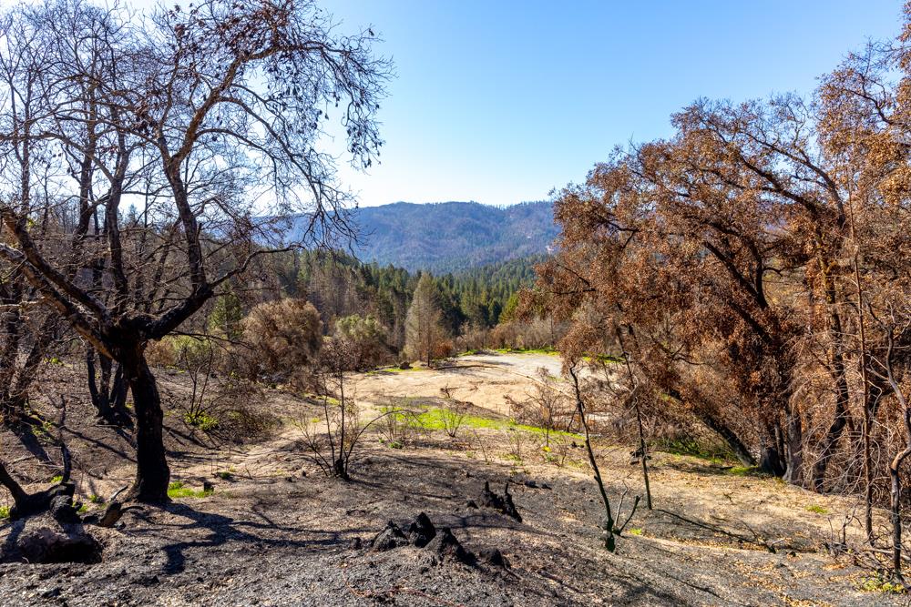 628 Hill House Road, BOULDER CREEK, California 95006, ,Lots And Land,For Sale,Hill House Road,40963536