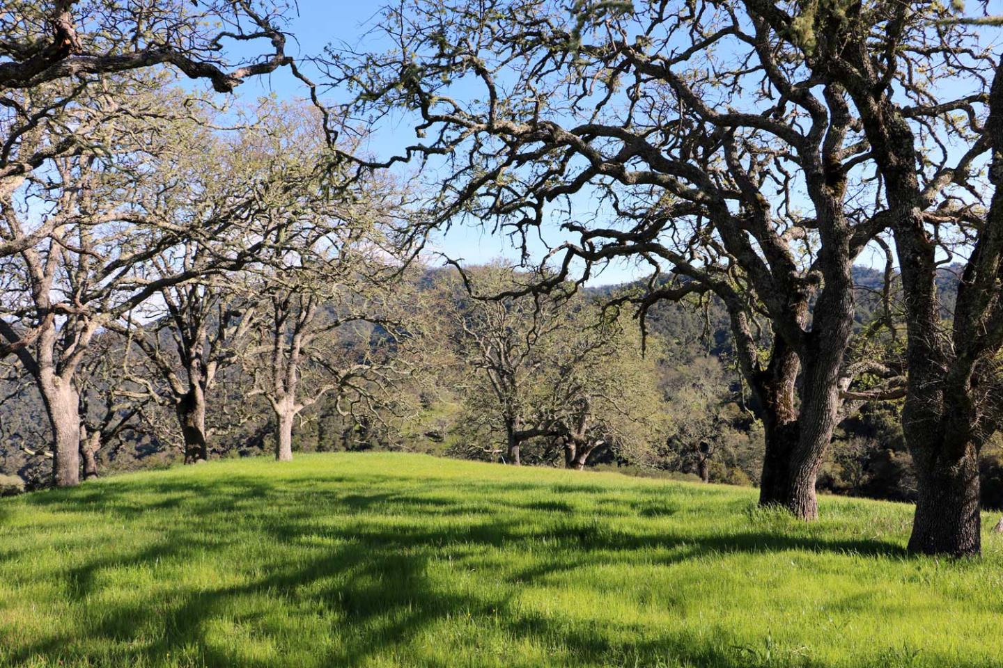 5 Black Mountain Trail, CARMEL, California 93923, ,Lots And Land,For Sale,Black Mountain Trail,40963547