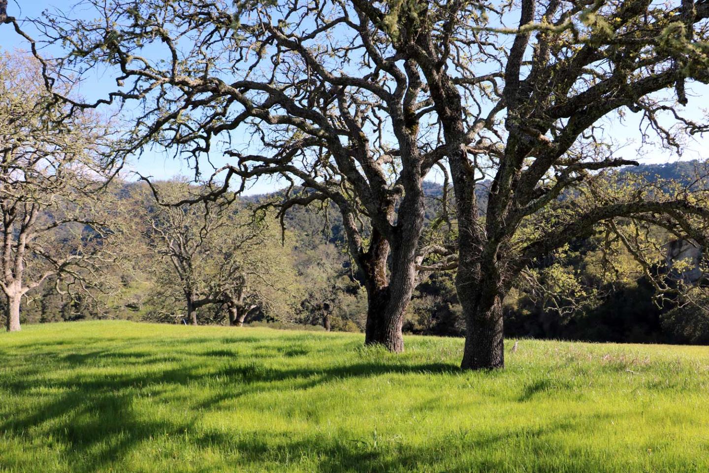 5 Black Mountain Trail, CARMEL, California 93923, ,Lots And Land,For Sale,Black Mountain Trail,40963547