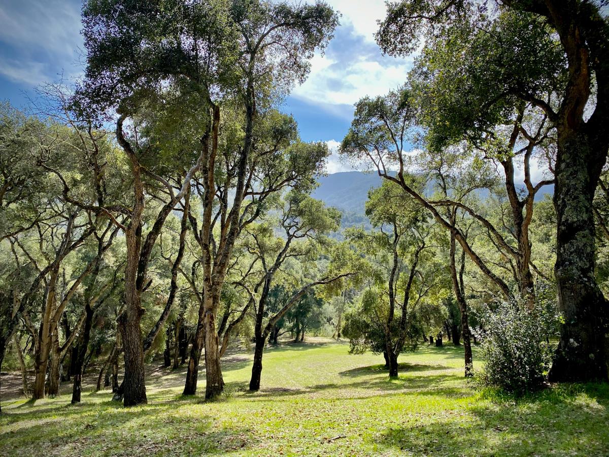 2 Arrowmaker Trace, CARMEL, California 93923, ,Lots And Land,For Sale,Arrowmaker Trace,40963614