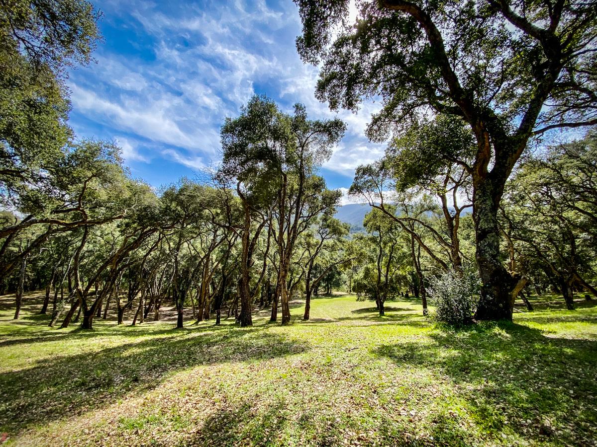 2 Arrowmaker Trace, CARMEL, California 93923, ,Lots And Land,For Sale,Arrowmaker Trace,40963614