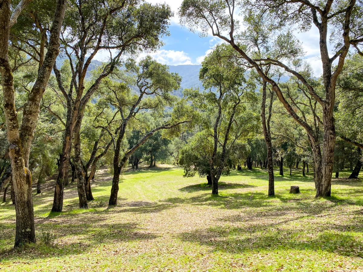 2 Arrowmaker Trace, CARMEL, California 93923, ,Lots And Land,For Sale,Arrowmaker Trace,40963614